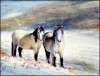 Highland Ponies in the Snow