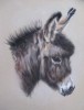 Donkey Foal Head Study